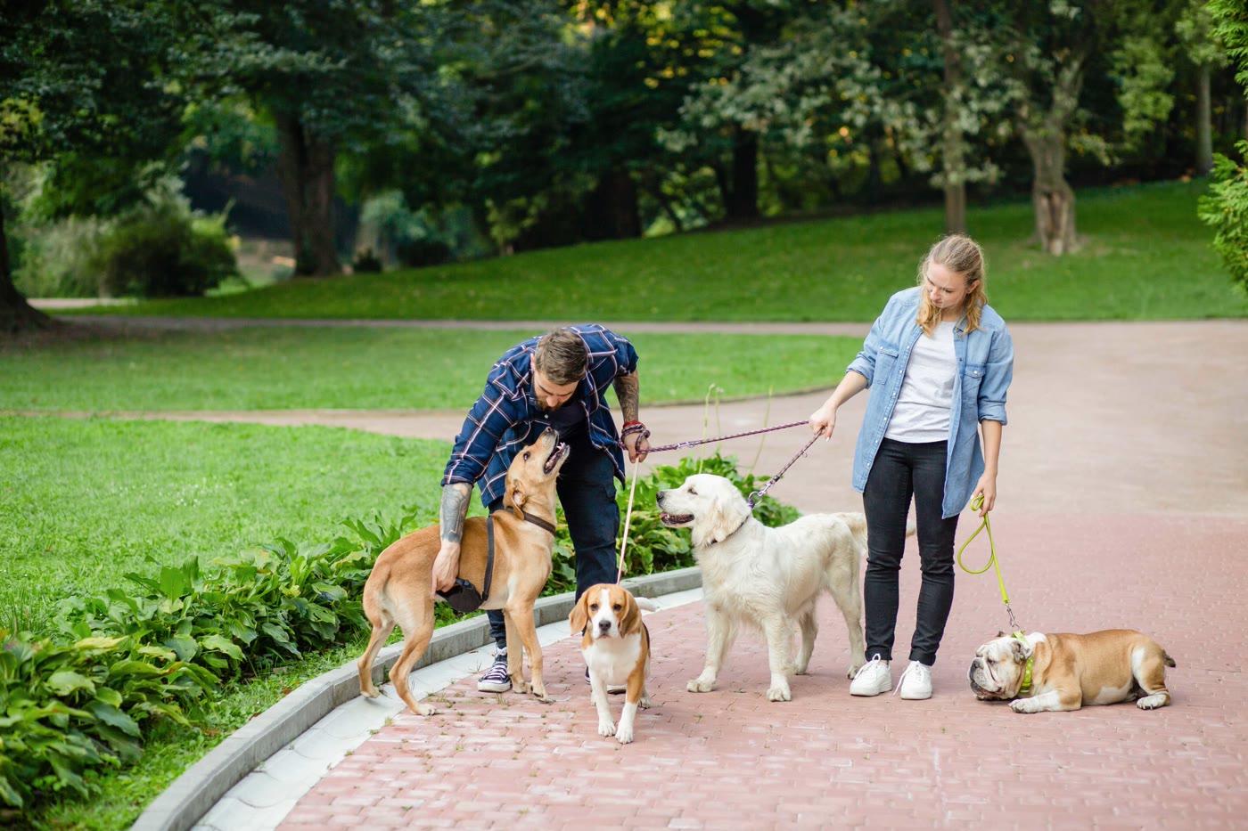 Group dog training class outdoors