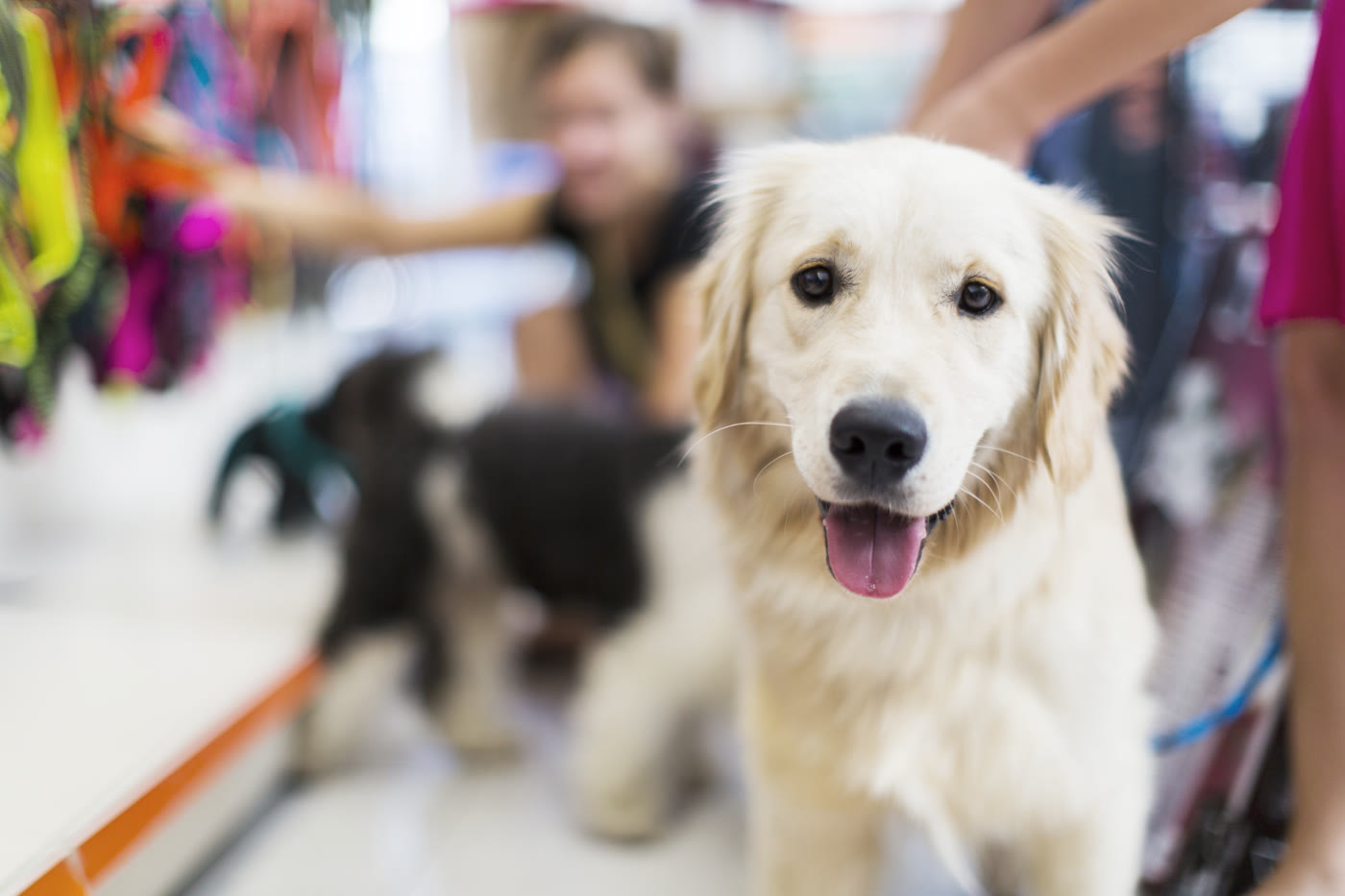 Dog in a group class