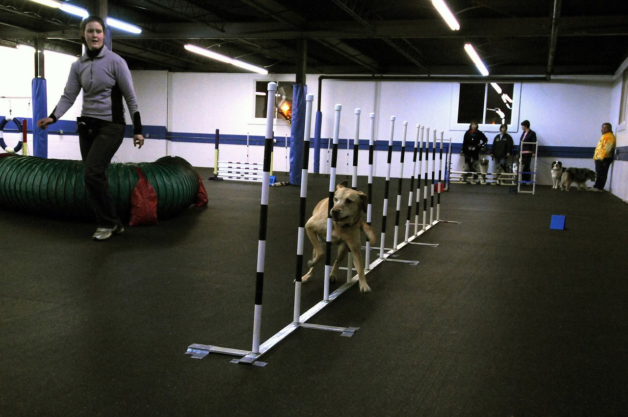Agility class indoors