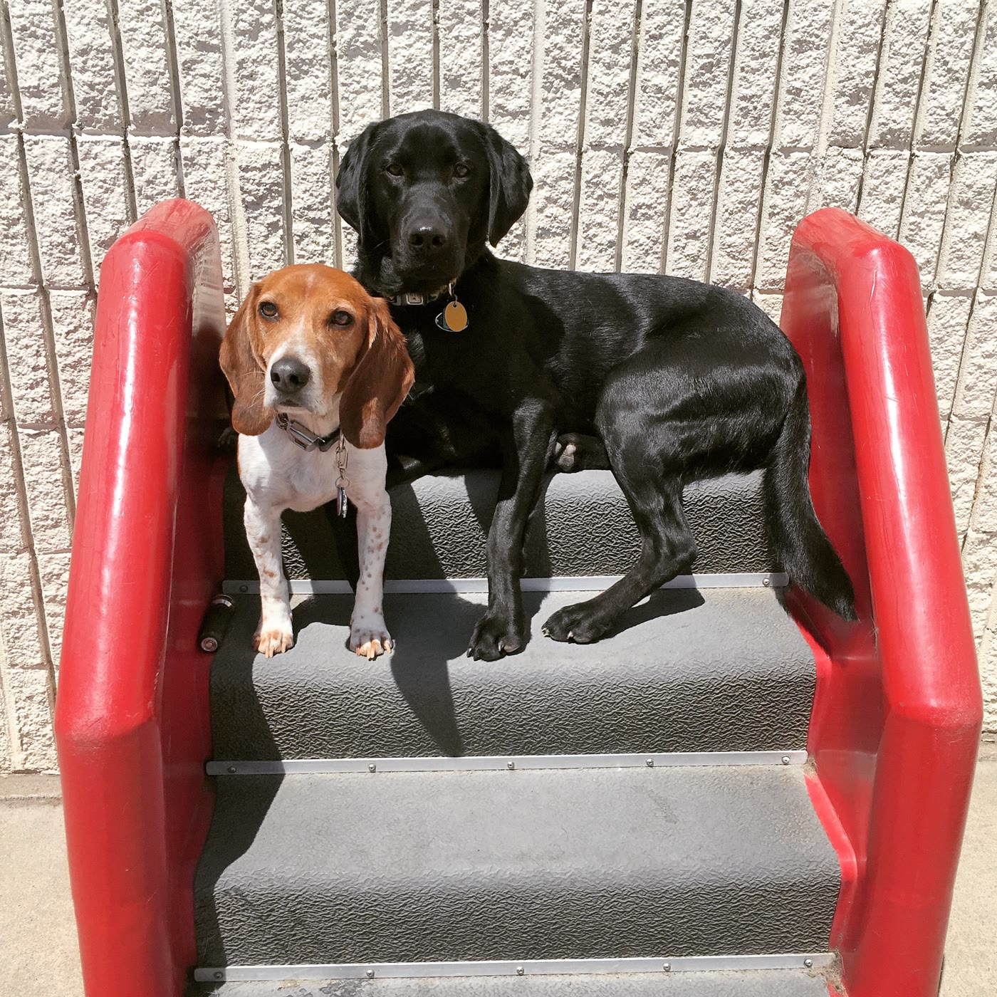 Two dogs on a playground slide