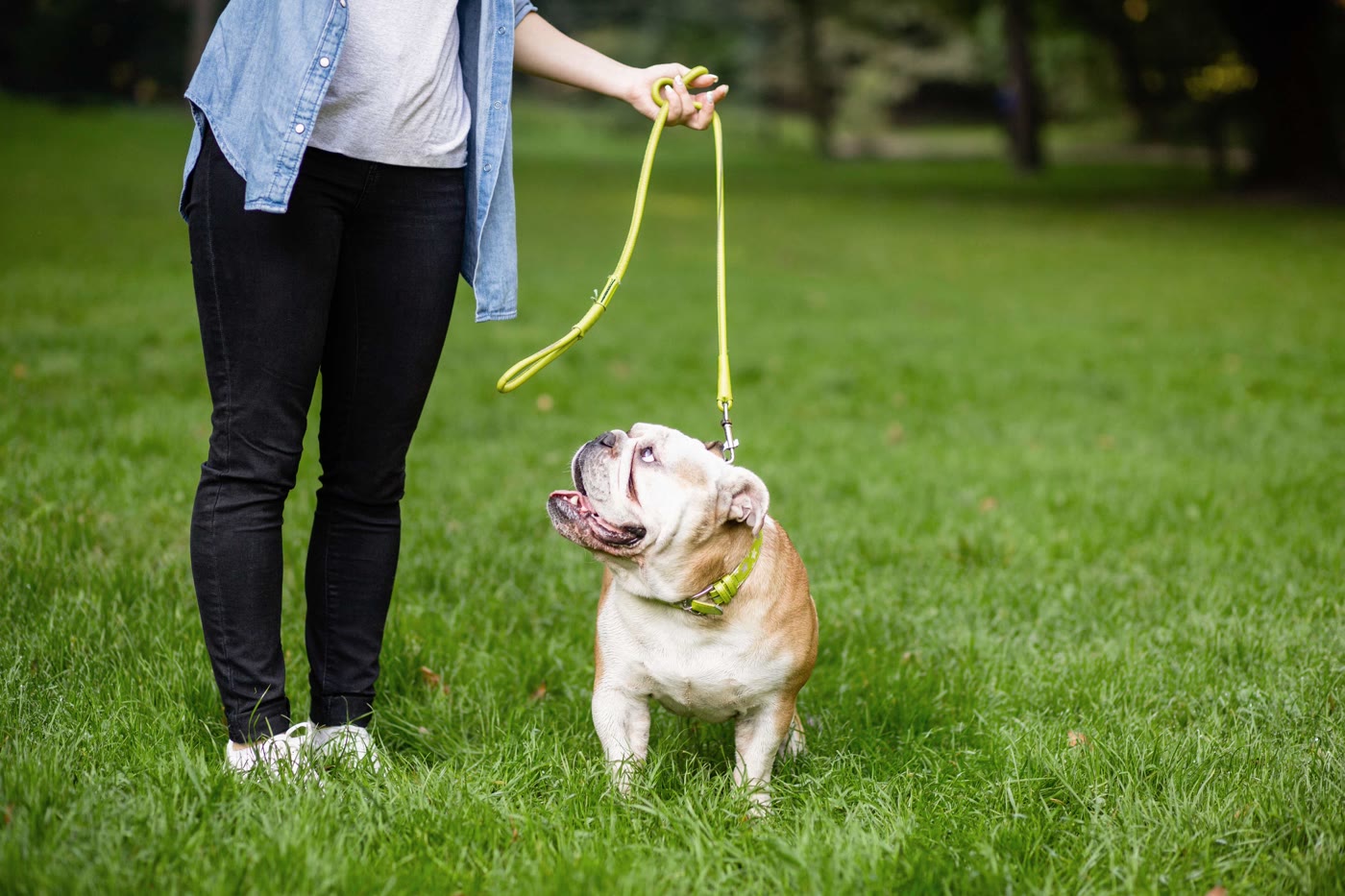 Puppy home school