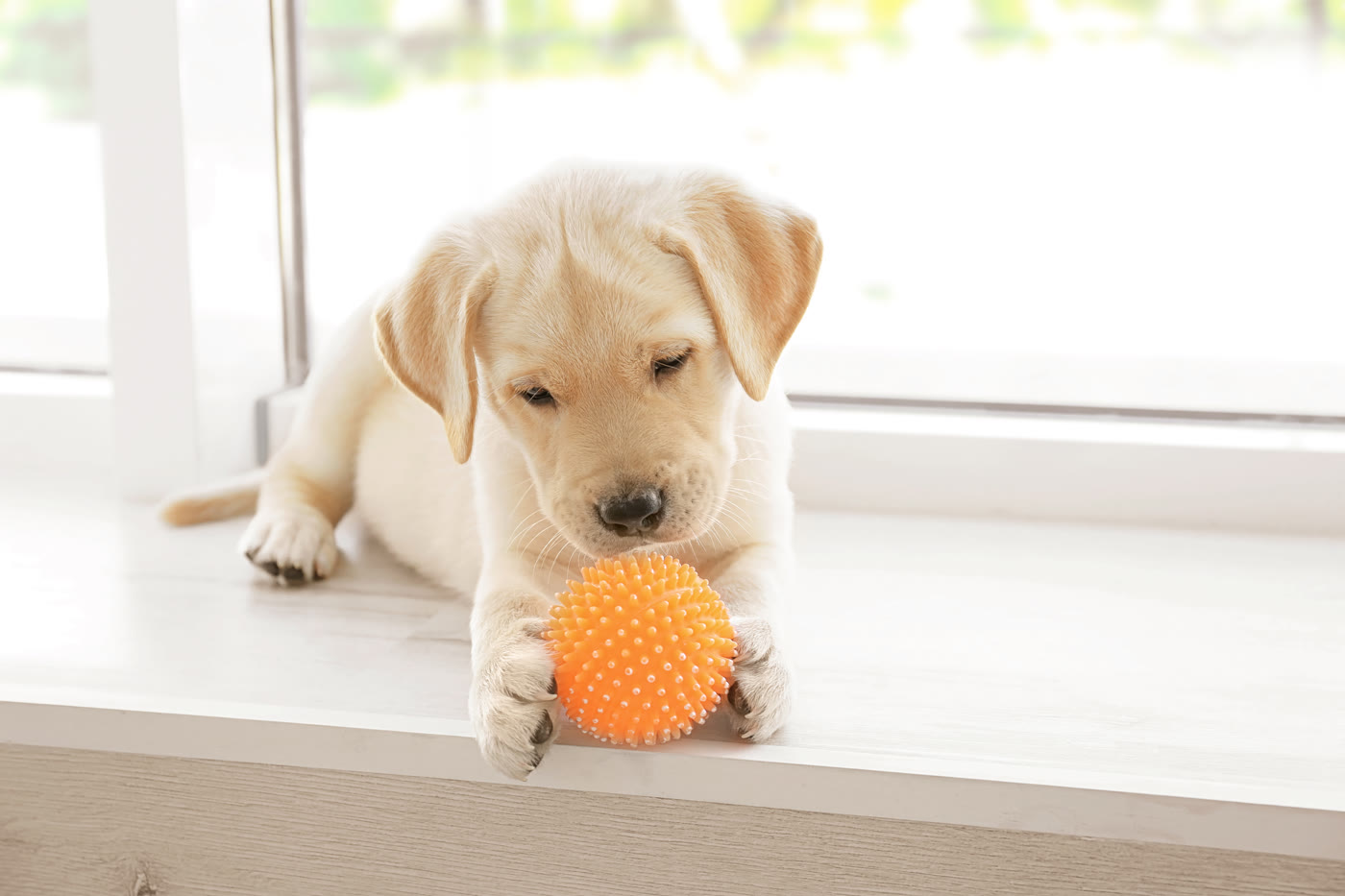 Perfect puppy training
