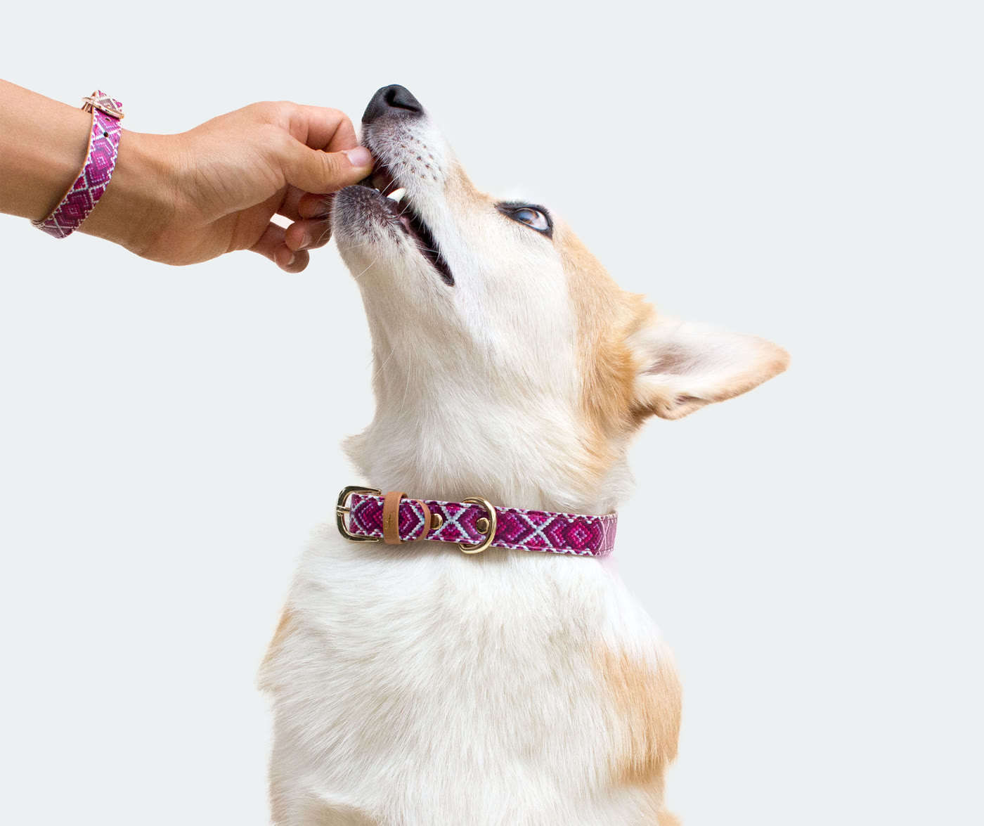 Advanced puppy training