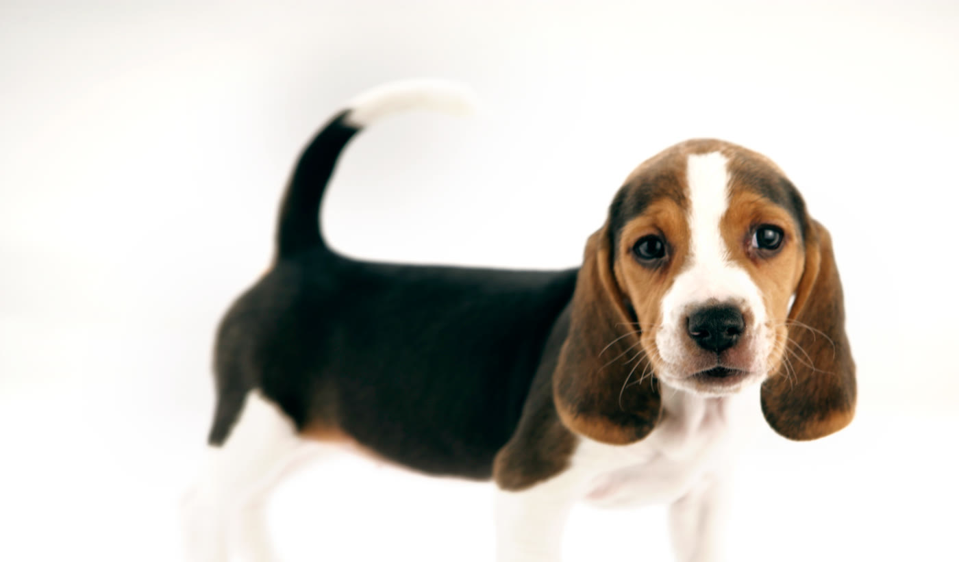 E-collar recall training