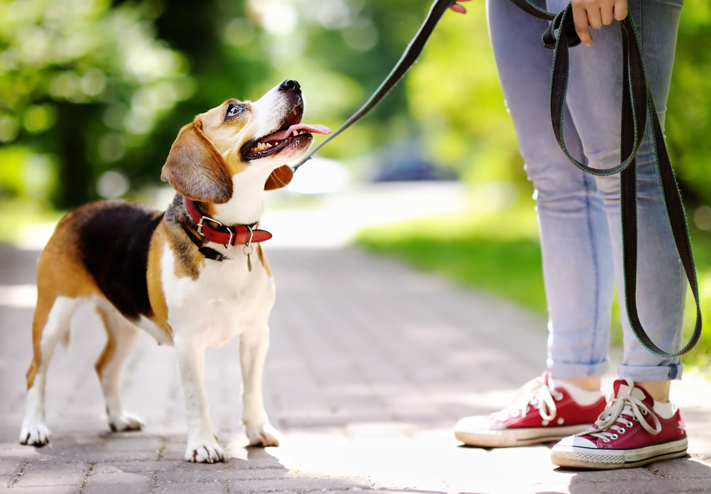 Home school training walk