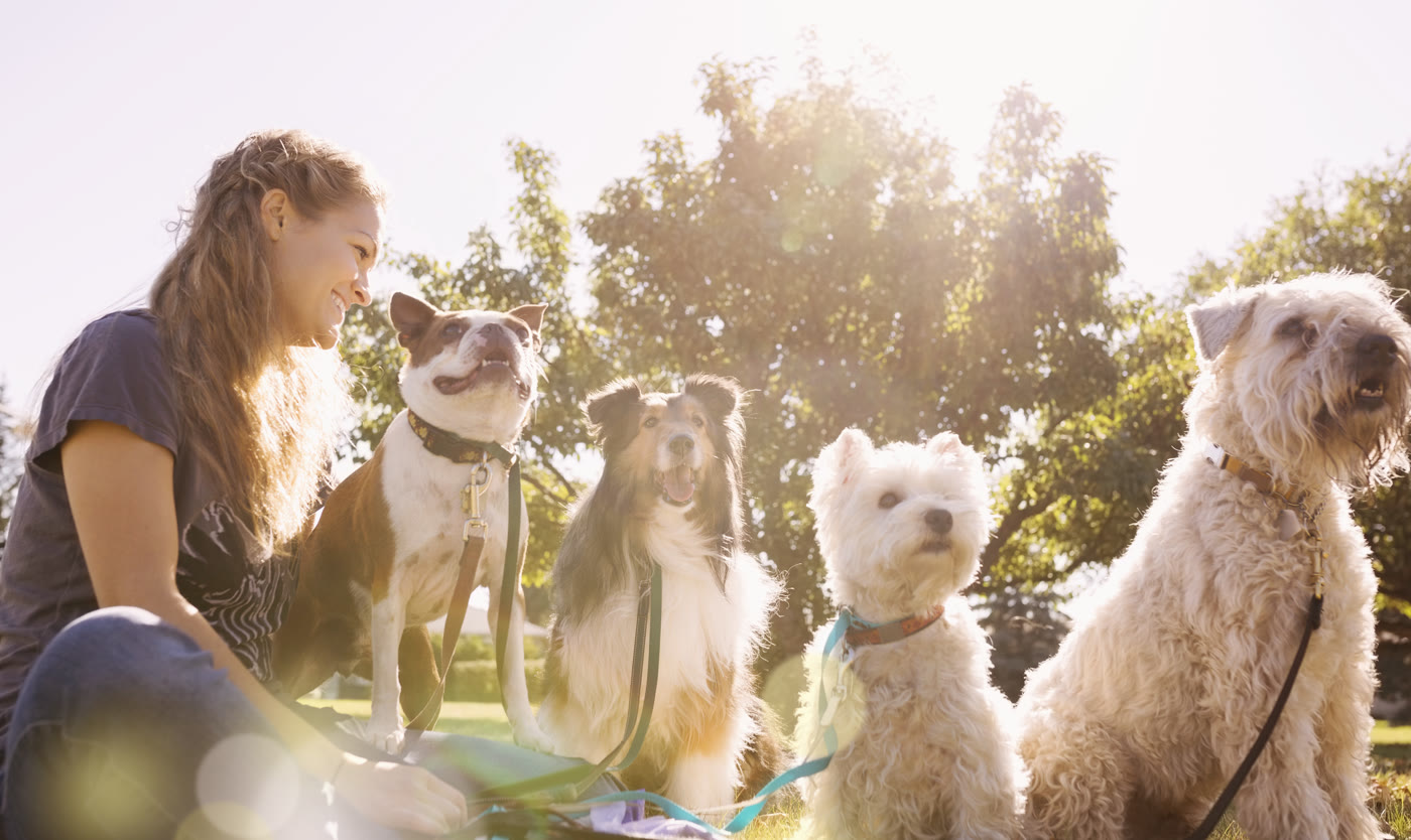 Happy dog with owner